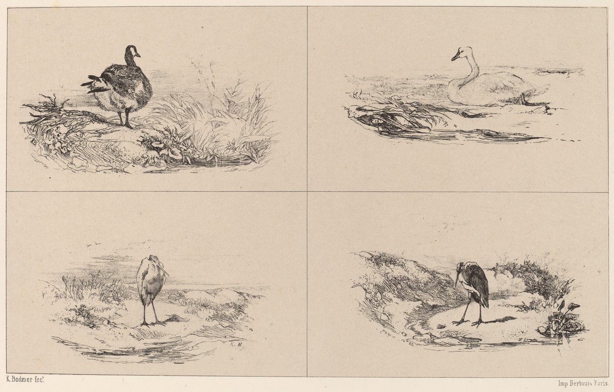 Oies, cygnes, hérons - Karl Bodmer