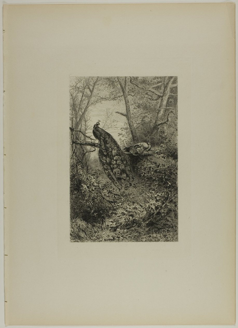 Paons sur une branche - Karl Bodmer
