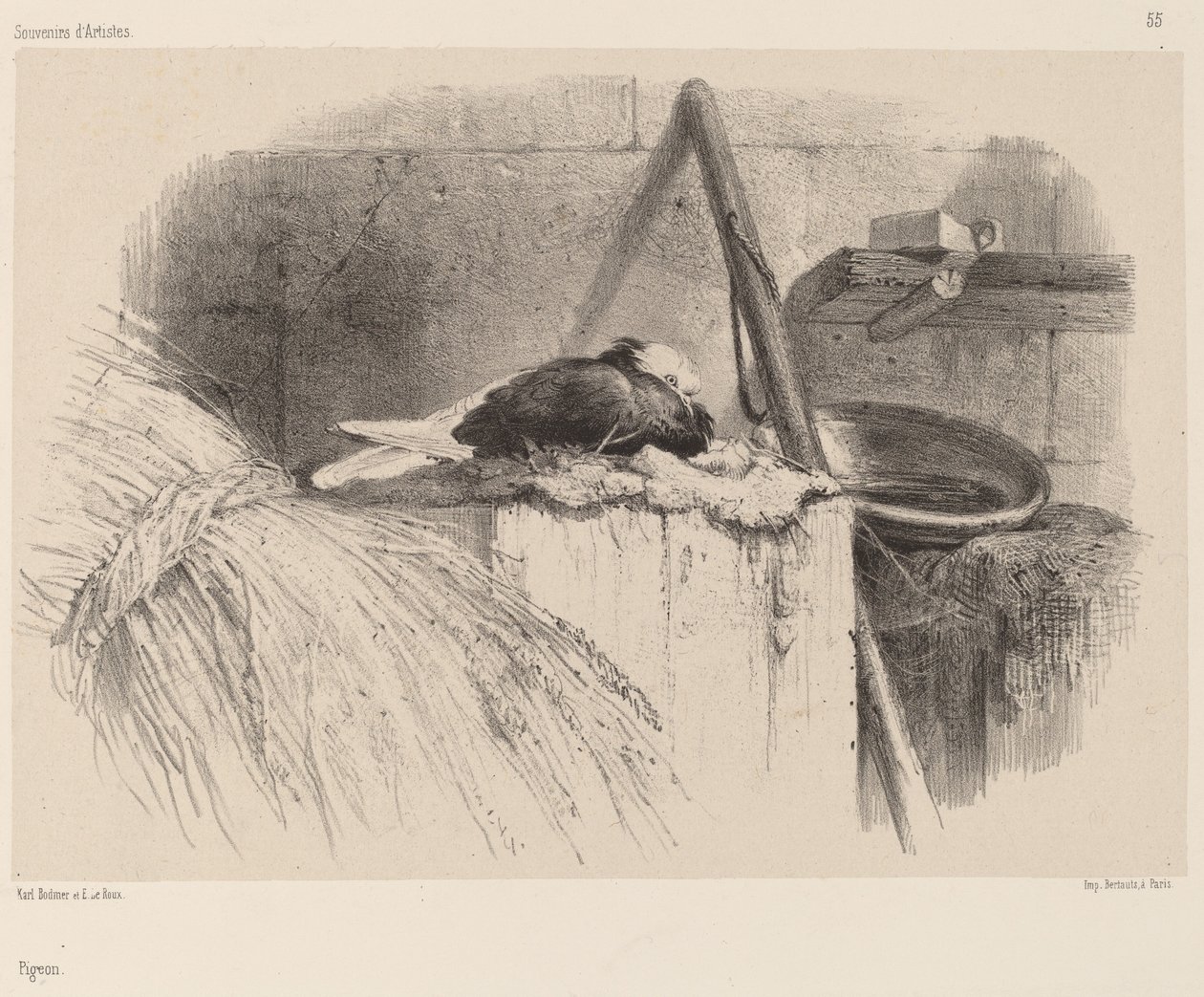 Pigeon - Karl Bodmer
