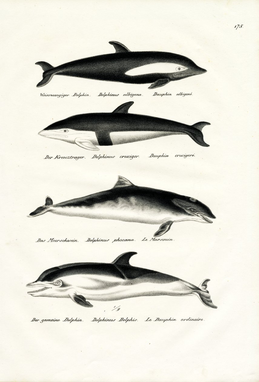 Différents types de dauphins, 1824 - Karl Joseph Brodtmann