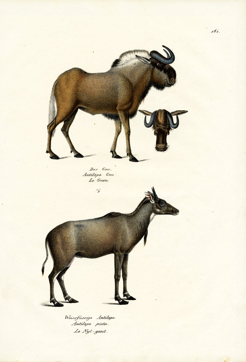 Hartebeest, 1824 - Karl Joseph Brodtmann