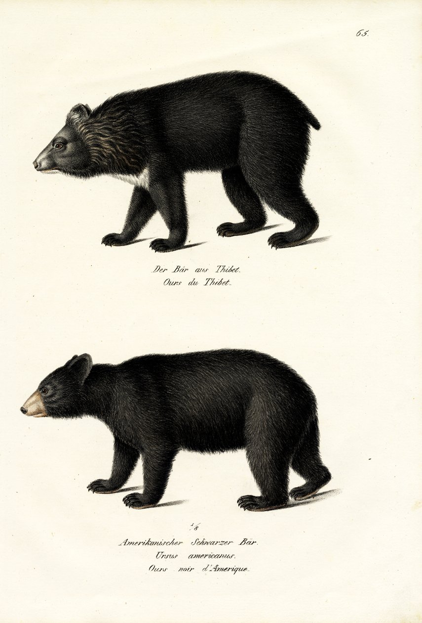 Ours noir de l