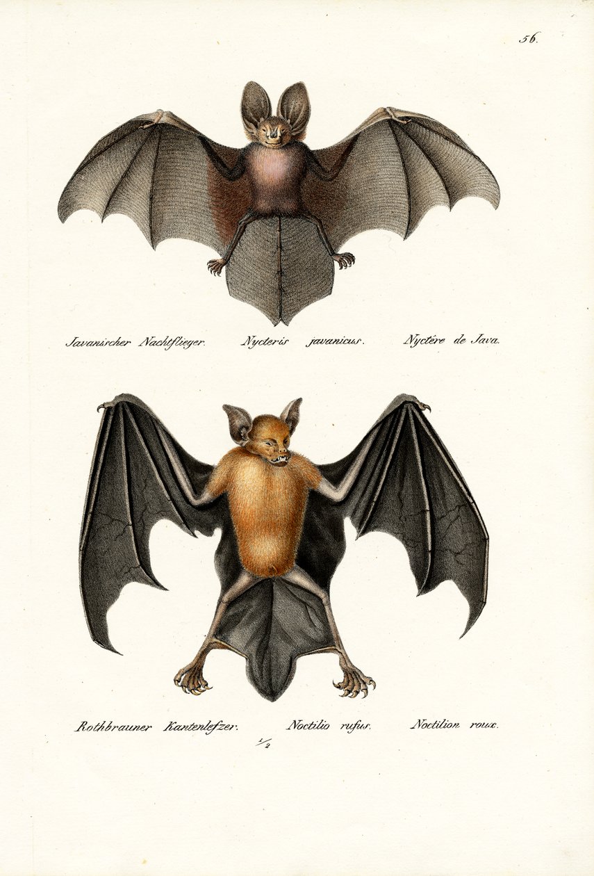 Chauve-souris à face creuse, 1824 - Karl Joseph Brodtmann