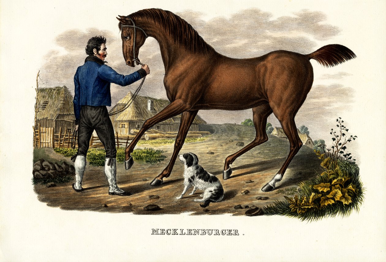 Cheval Mecklenburger, 1824 - Karl Joseph Brodtmann