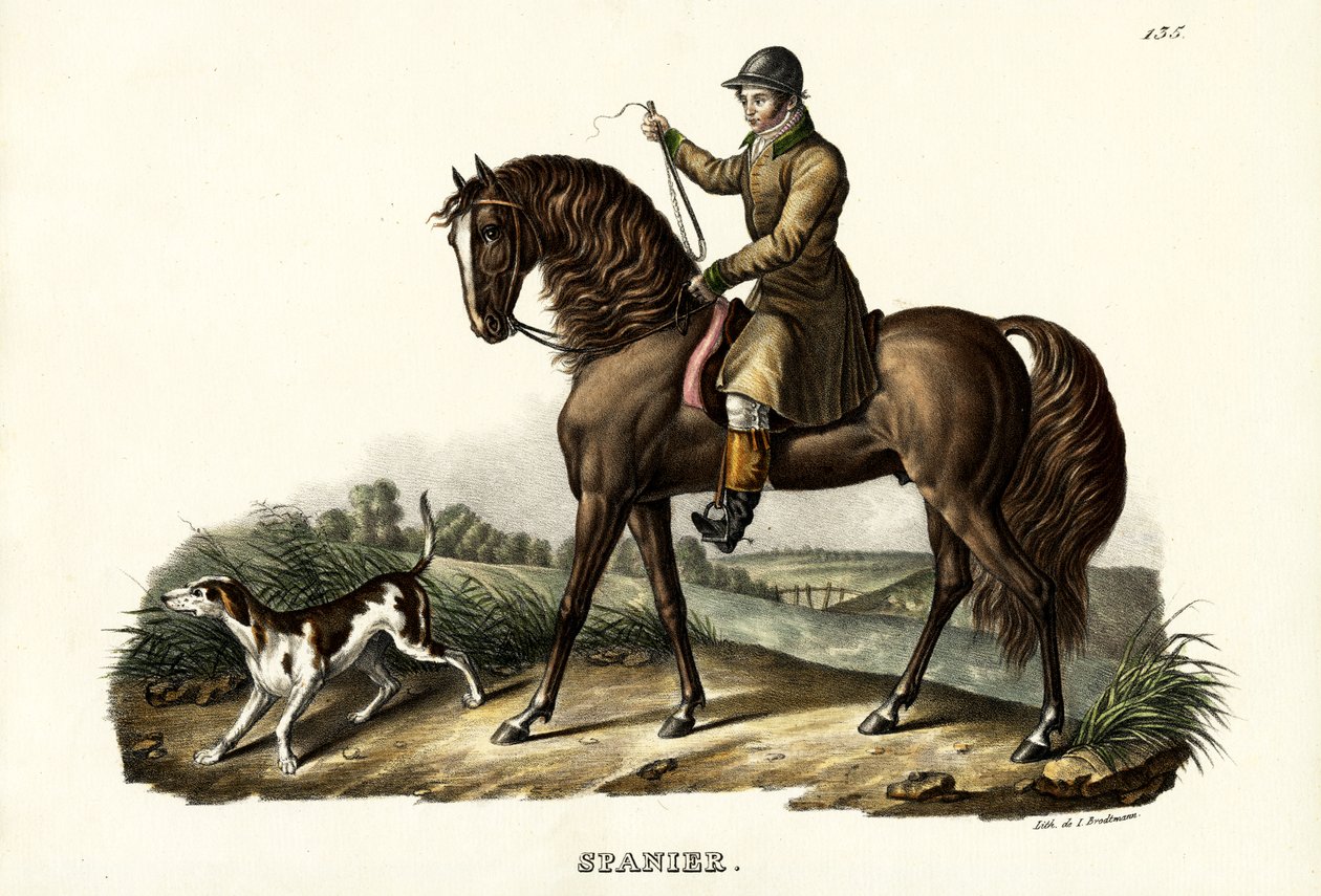 Cheval de chasse espagnol, 1824 - Karl Joseph Brodtmann