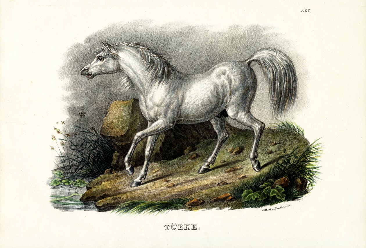 Cheval turc, 1824 - Karl Joseph Brodtmann