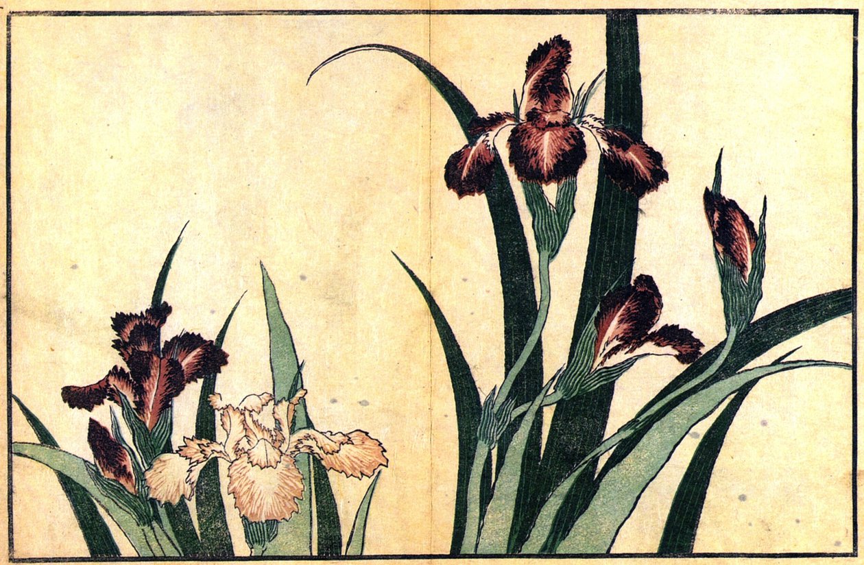 Iris - Katsushika Hokusai