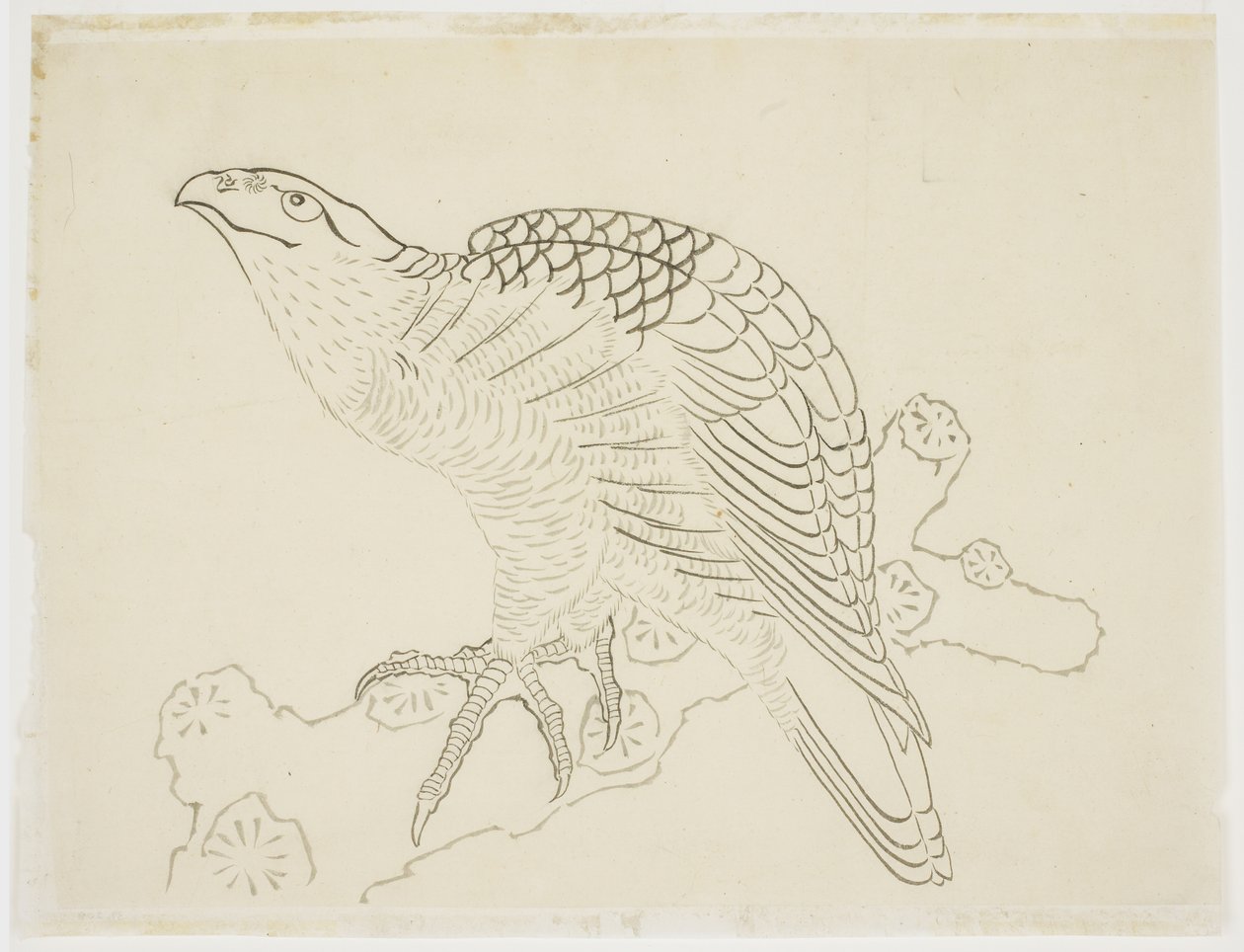 Faucon sur une branche (étude) - Katsushika Hokusai