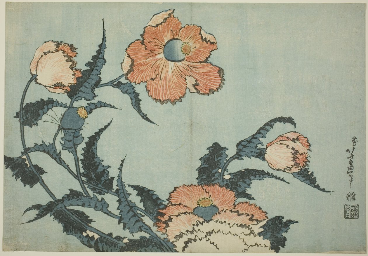 Coquelicots, d