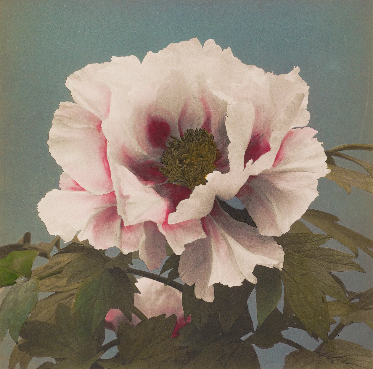 Pivoine arbustive - Kazumasa Ogawa