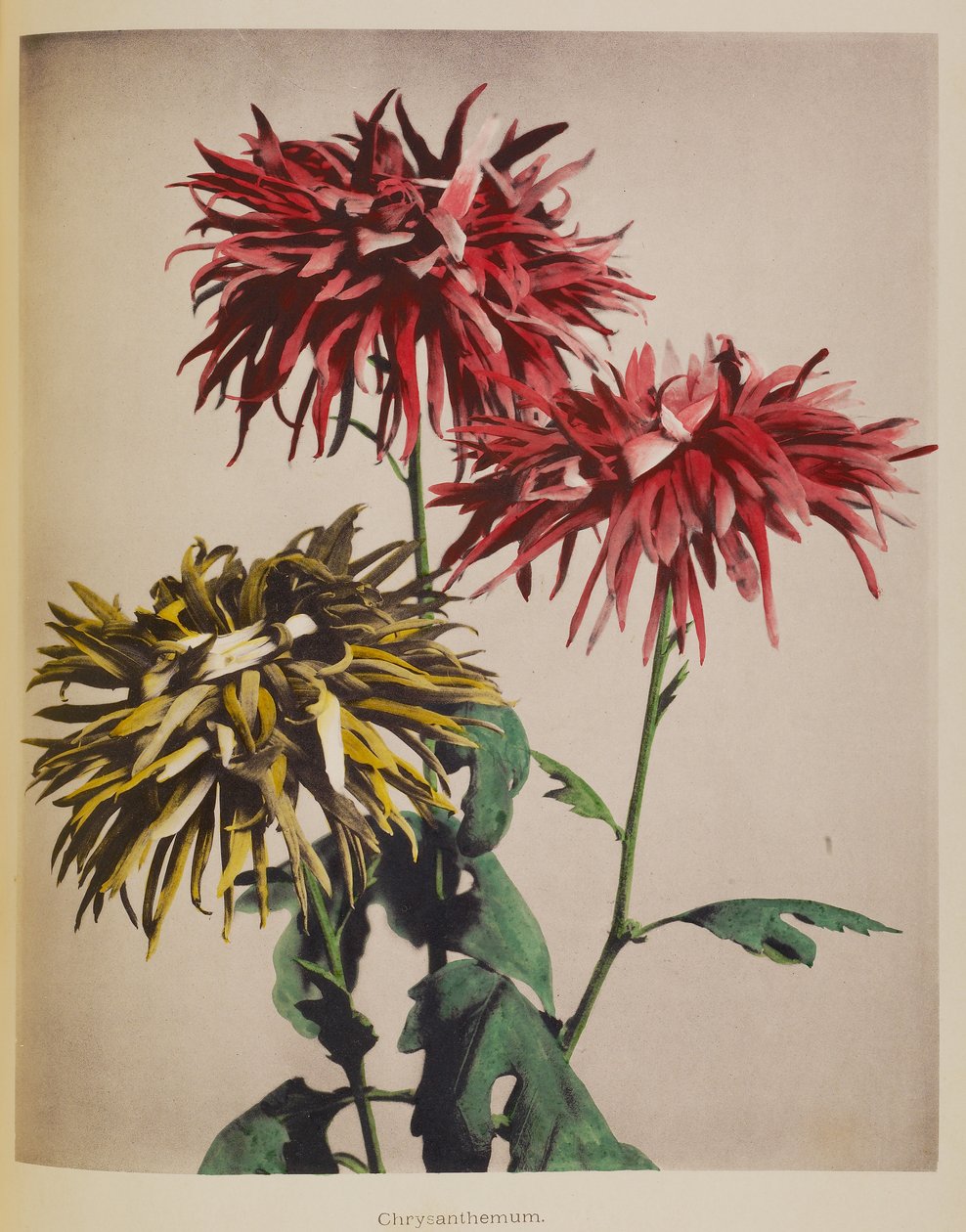Chrysanthème - Kazumasa Ogawa