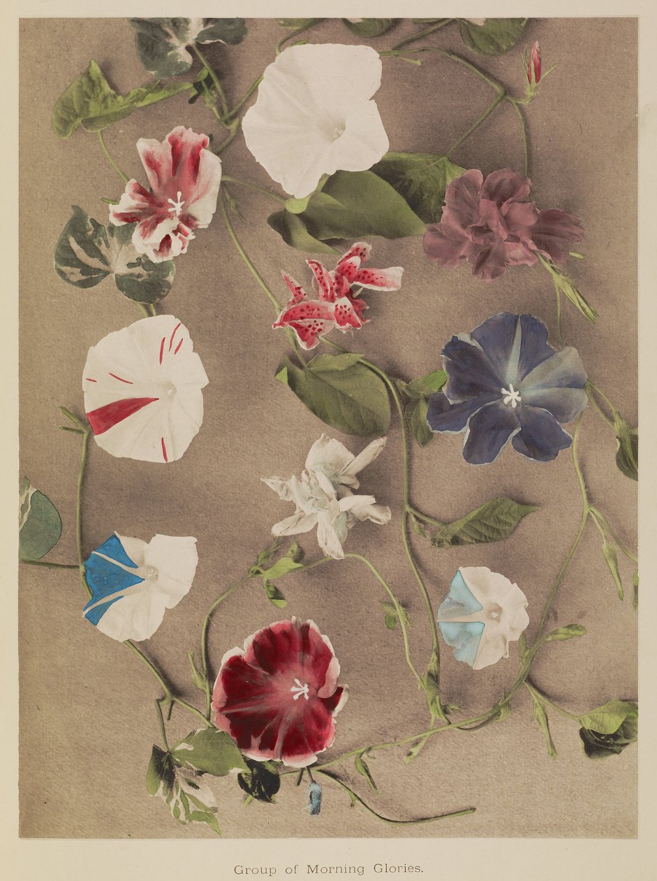 Groupe de gloires du matin - Kazumasa Ogawa