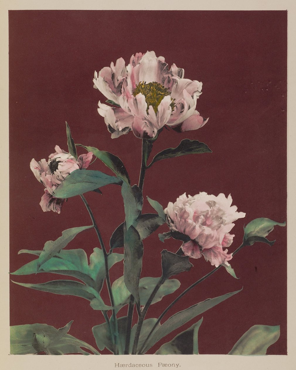 Pivoine rustique - Kazumasa Ogawa