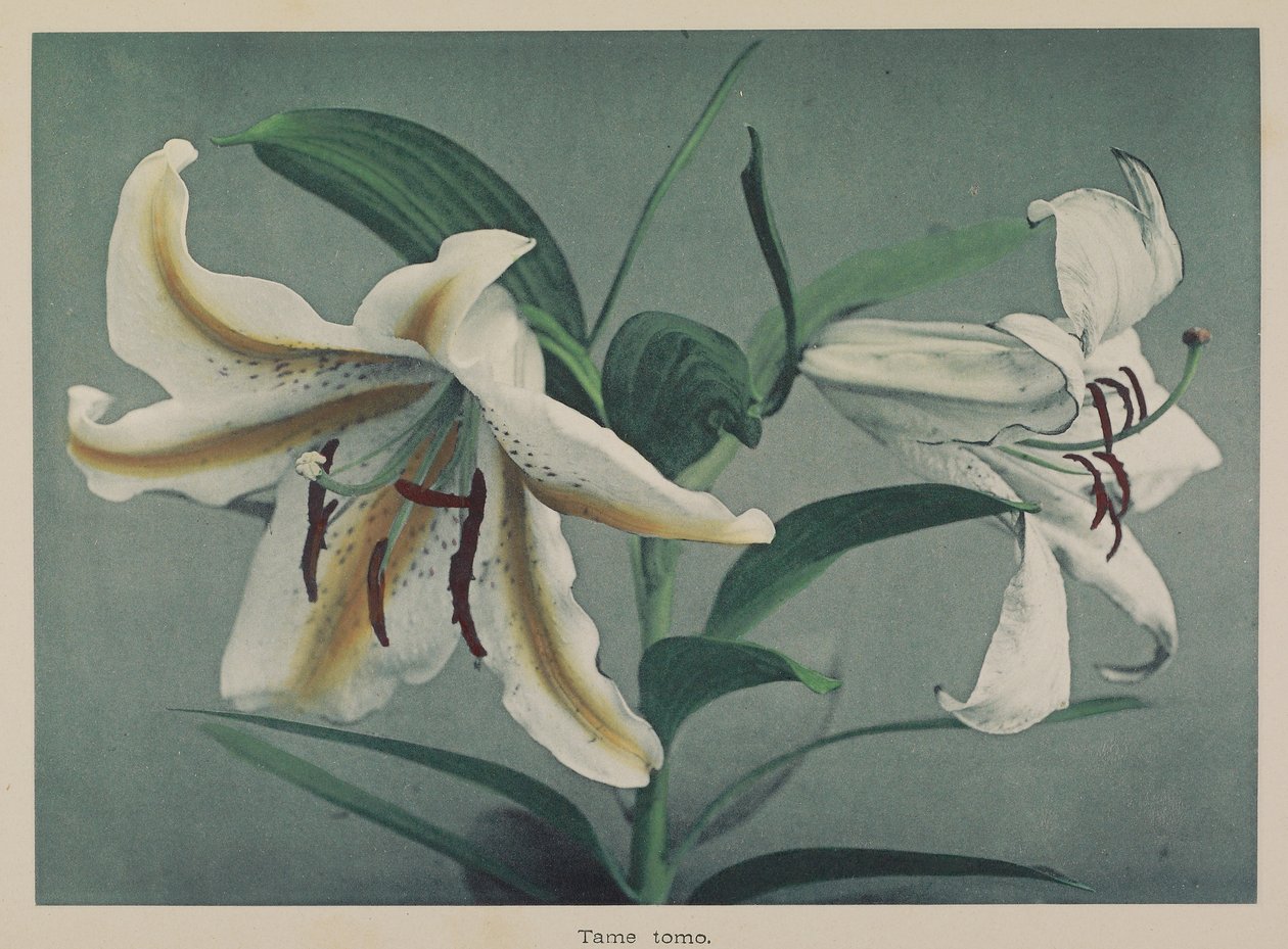 Lily - Kazumasa Ogawa