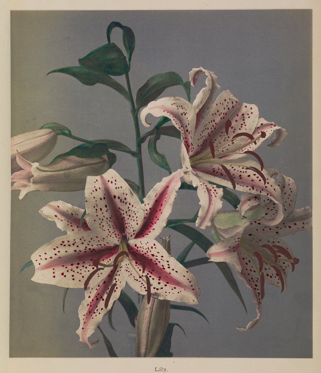 Lily - Kazumasa Ogawa