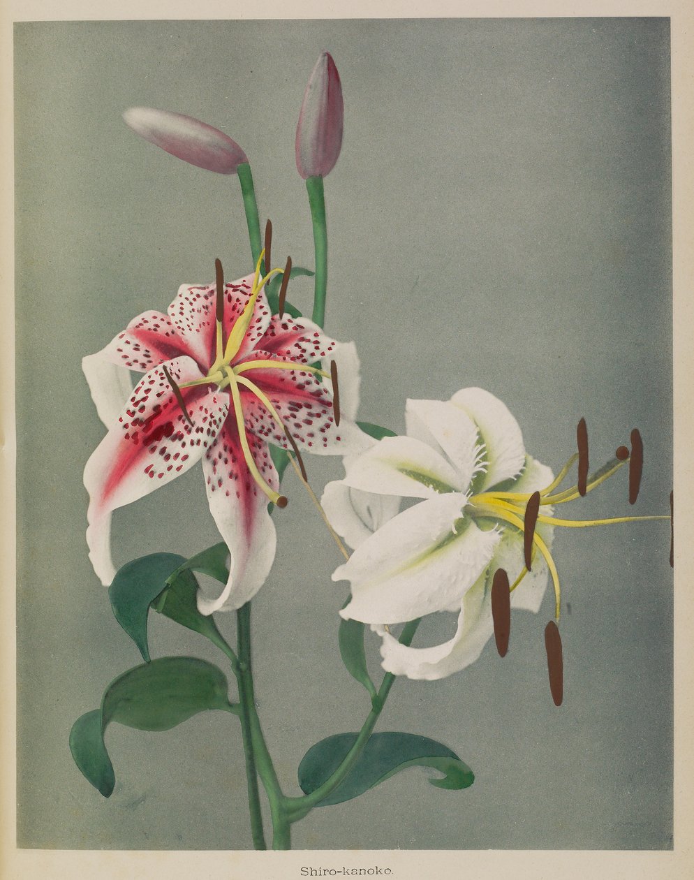 Lily - Kazumasa Ogawa