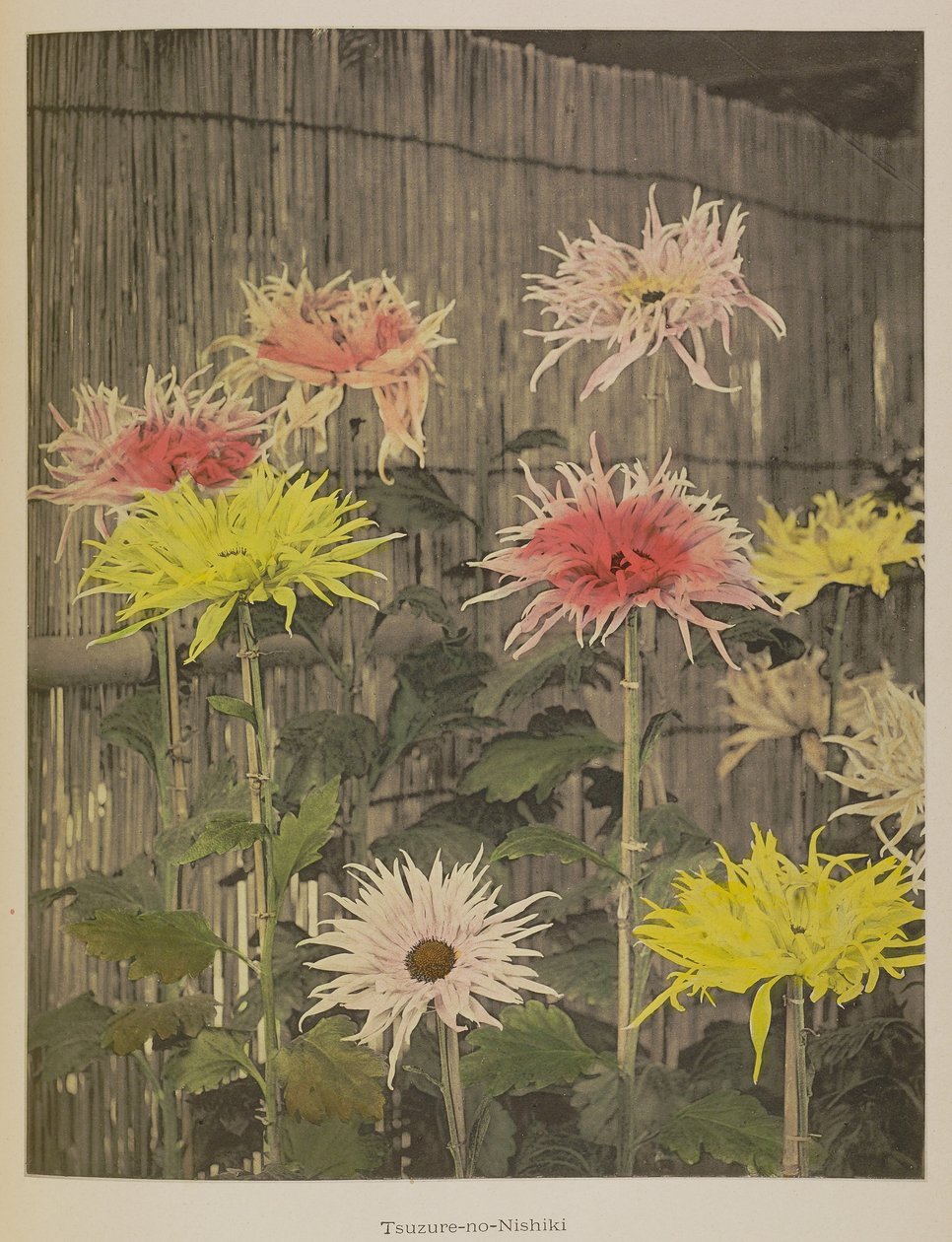 Tsuzure-no-Nishiki - Kazumasa Ogawa
