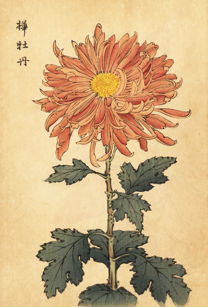 Chrysanthème hybride saumon-rose (gravure) - Keika Hasegawa