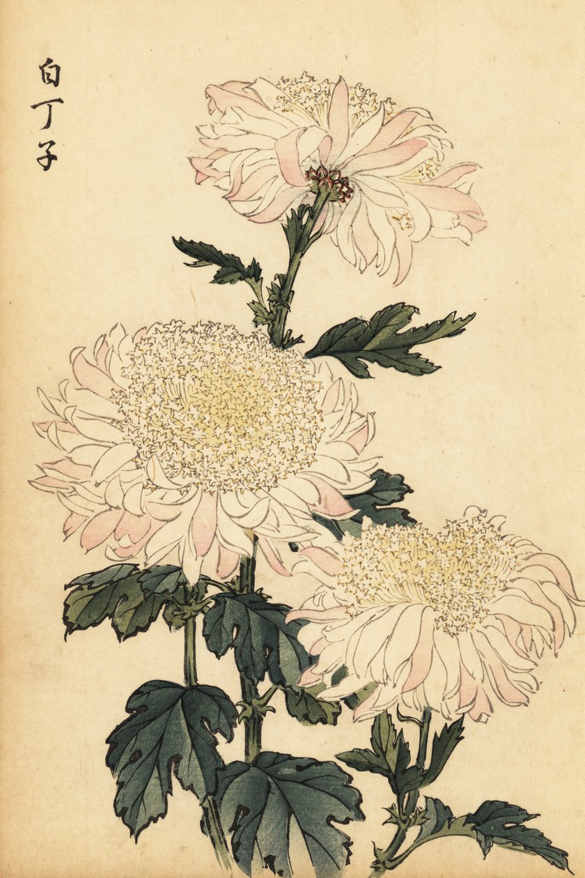 Chrysanthème hybride blanc et rose (gravure) - Keika Hasegawa