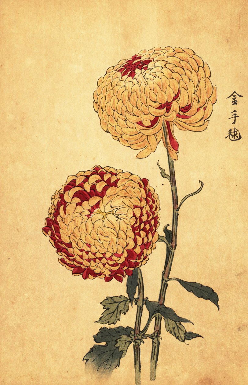 Chrysanthème pompon hybride jaune et écarlate (gravure) - Keika Hasegawa