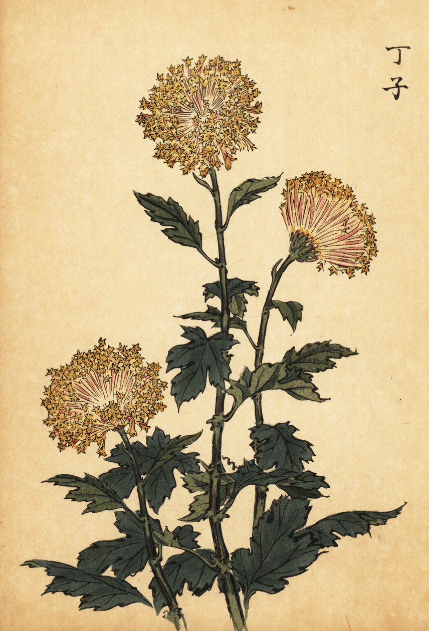 Chrysanthème hybride jaune (gravure) - Keika Hasegawa