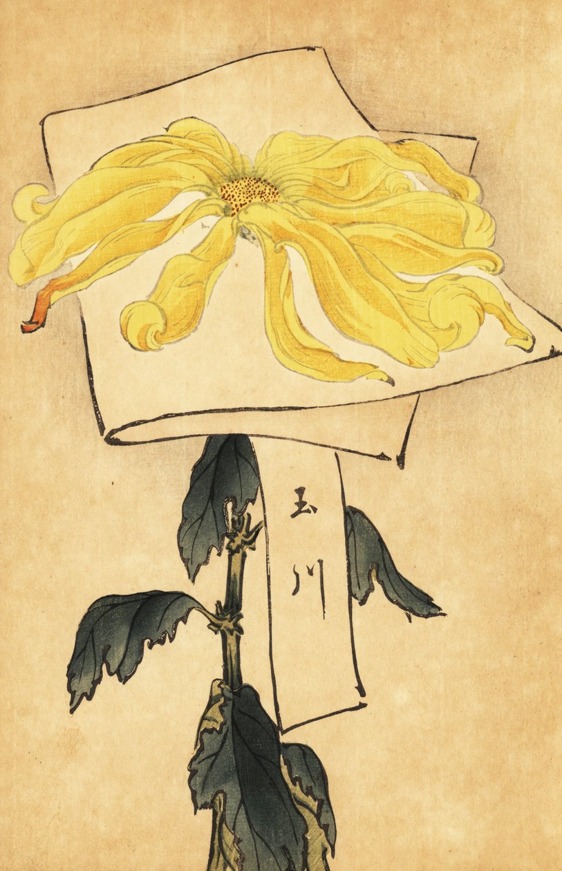 Chrysanthème jaune hybride, Chrysanthemum indicum - Keika Hasegawa