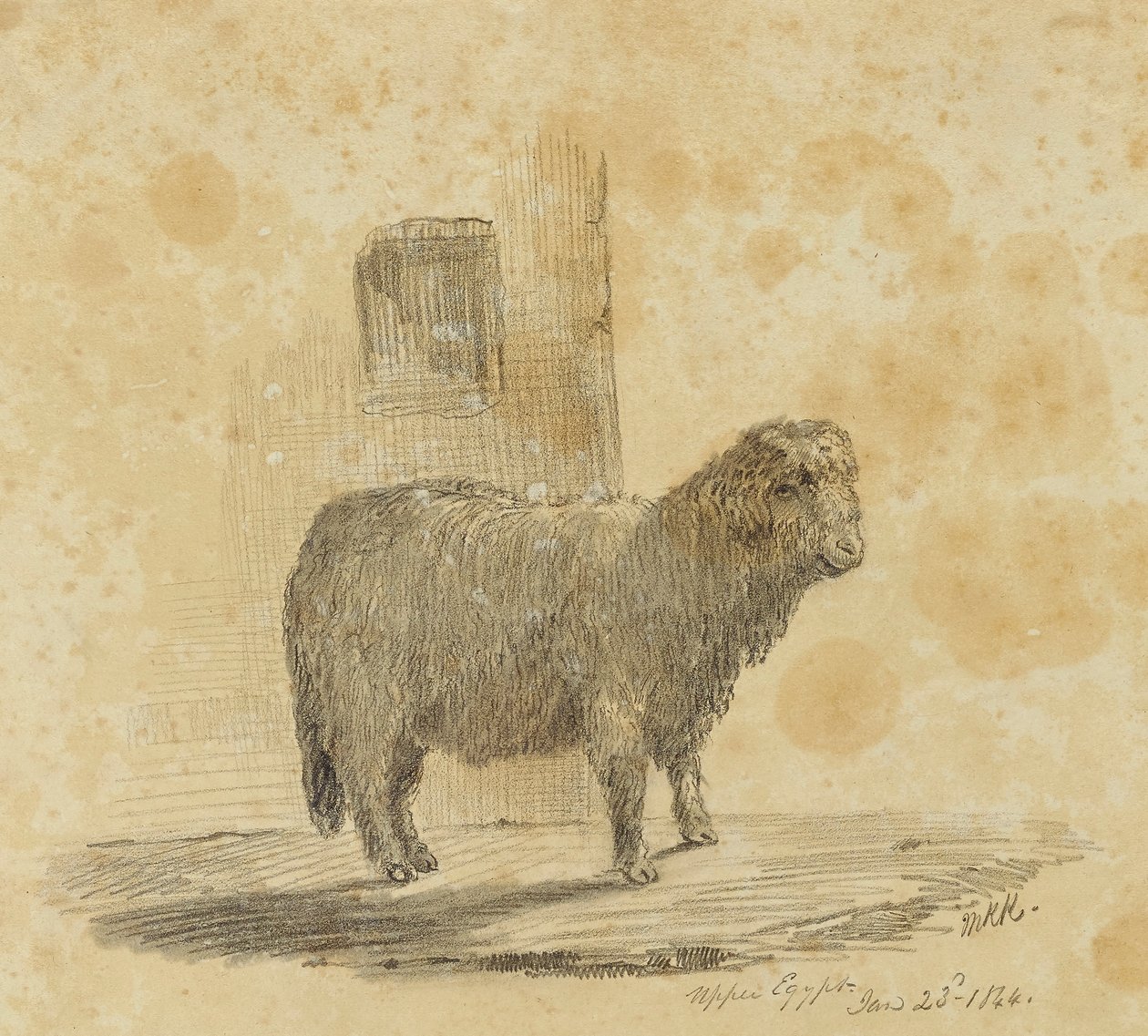 Moutons - Kellogg, Miner Kilbourne