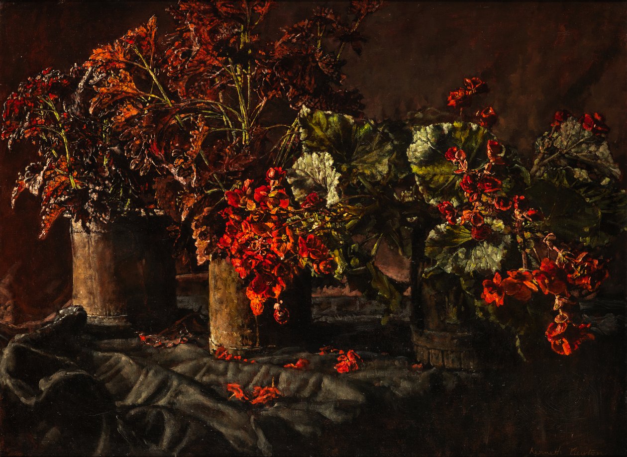 Bégonias - Kenneth Newton