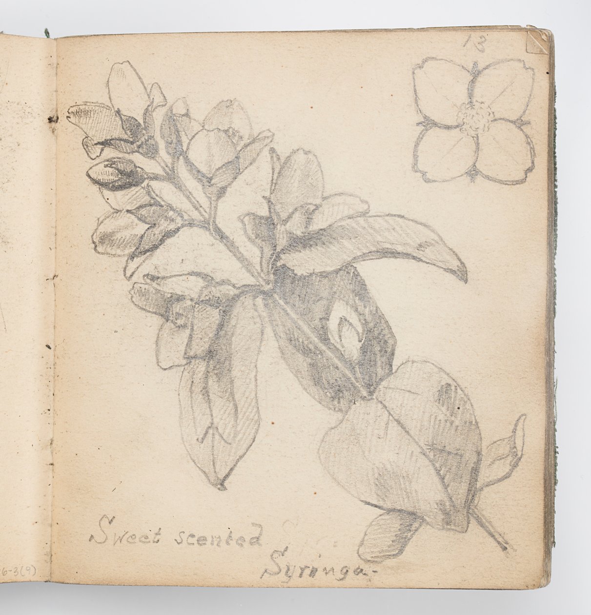 Page de carnet de croquis : Syringa odorant - Kenyon Cox