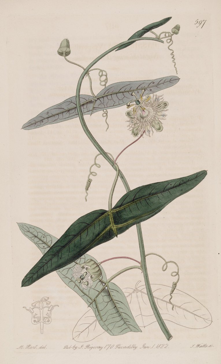Passiflora misera, comme Passiflora vespertilio Ker Gawl., Bot. Reg. 7 - Ker Gawler