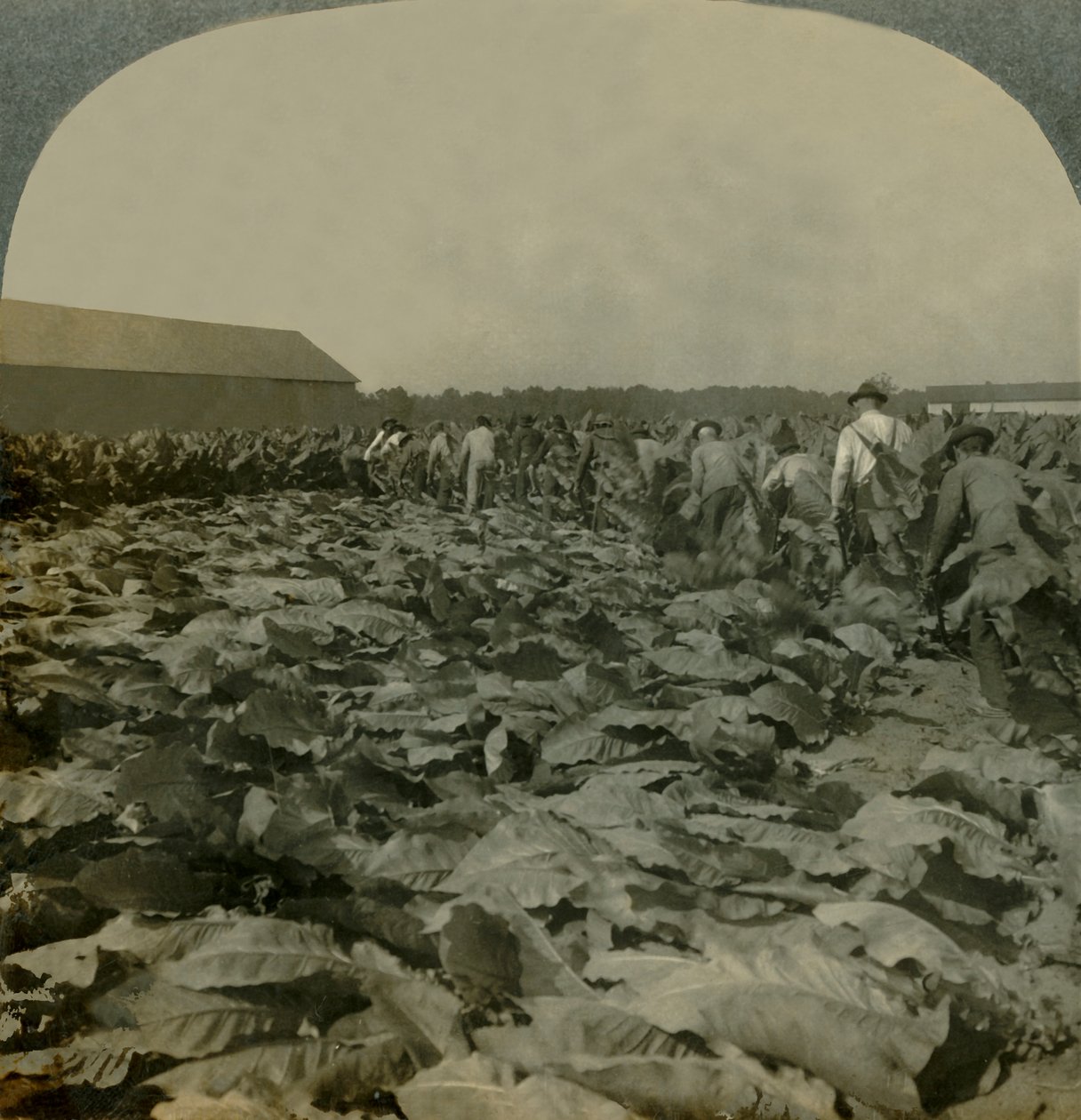 Coupe du tabac, Kentucky, États-Unis - Keystone View Company