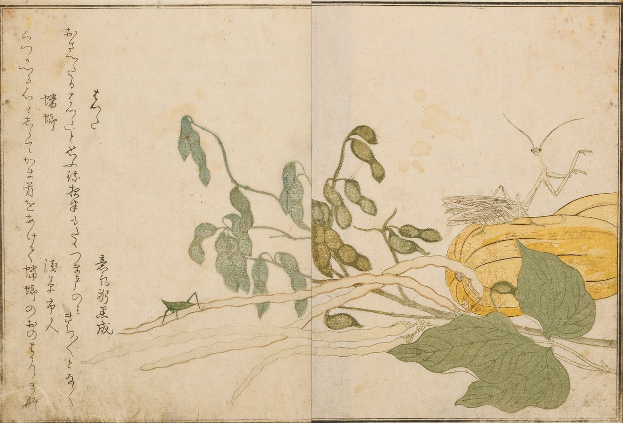 Sauterelle et mante religieuse, 1788 - Kitagawa Utamaro