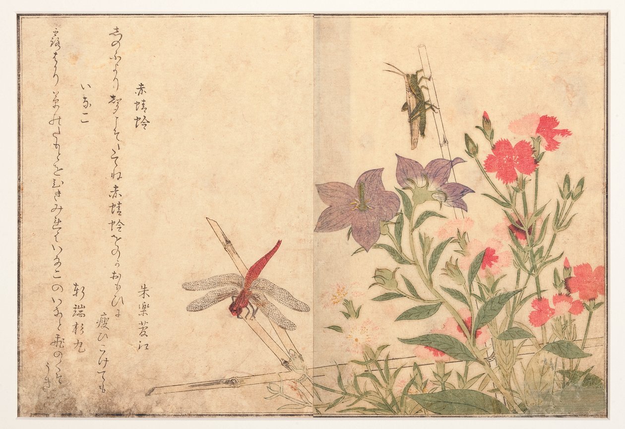 Libellule rouge et sauterelle de riz, 1788 - Kitagawa Utamaro