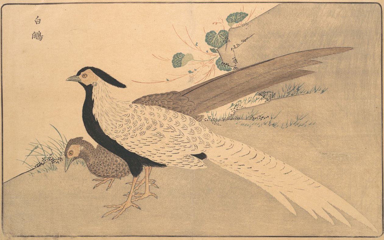 Bai xian, 1789 - Kitao Masayoshi