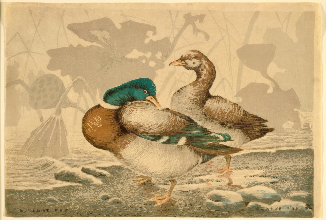 Canards et lotus fanés - Kiyochika Kobayashi