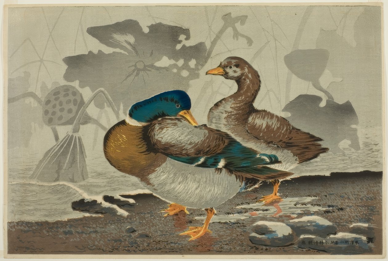 Un couple de canards près d