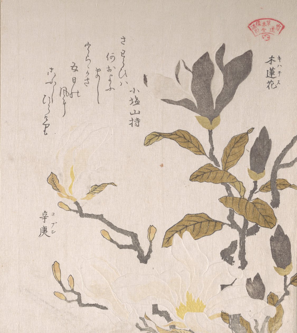 Fleurs de magnolia, 19e siècle - Kubo Shunman