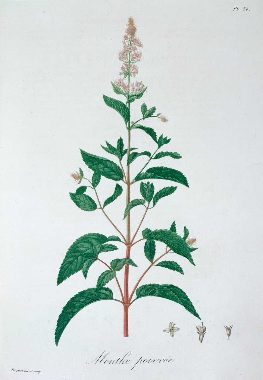 Menthe poivrée Mentha piperita, 1821 - LFJ Hoquart