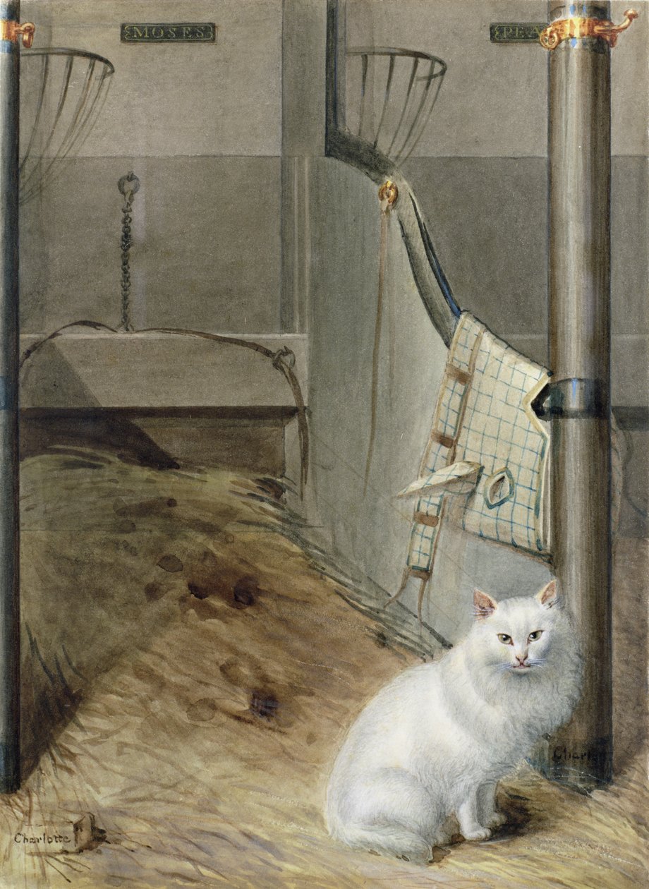 Chat persan blanc dans une écurie - Lady Charlotte Schreiber
