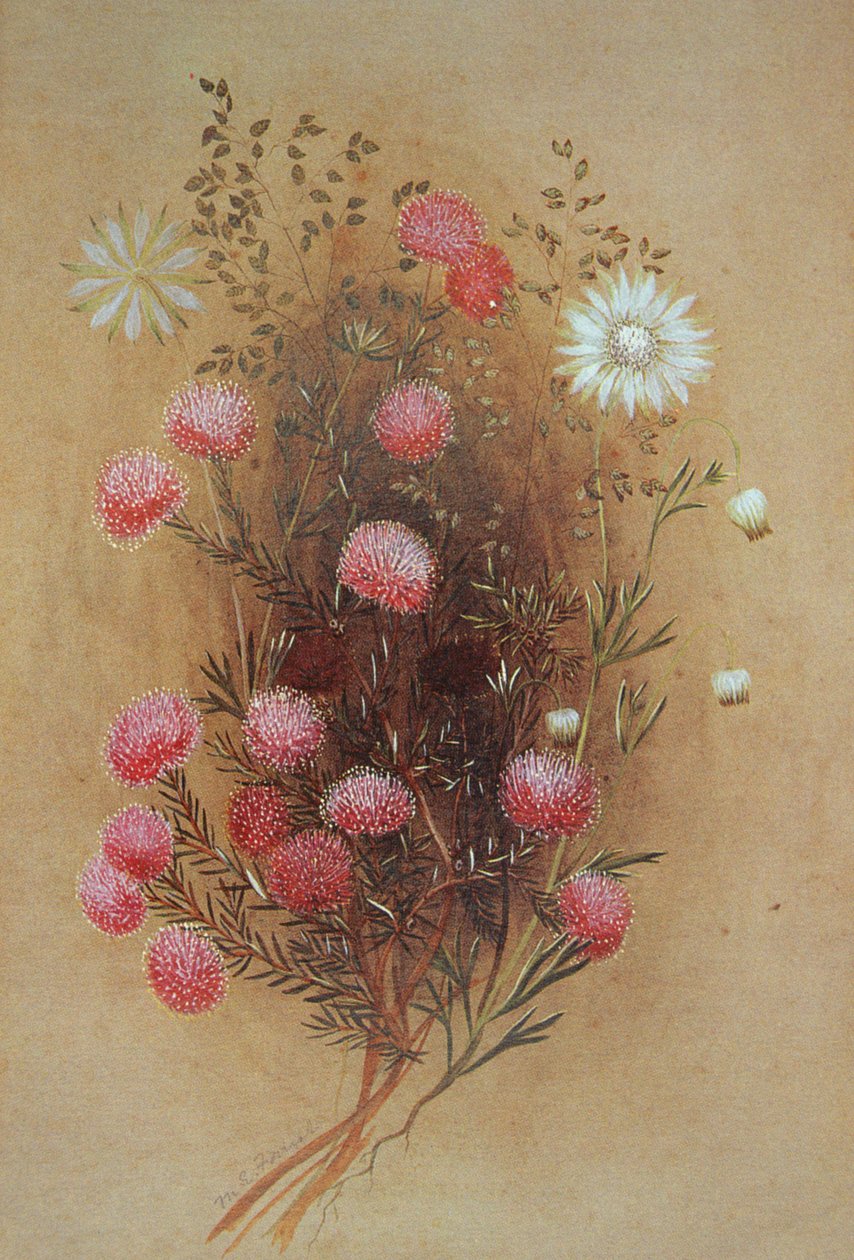 Melaleuca ou fleur de flanelle, 19ème siècle - Lady Margaret Forest