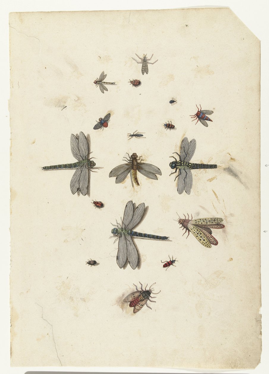 Libellules et insectes volants - Lambert Lombard
