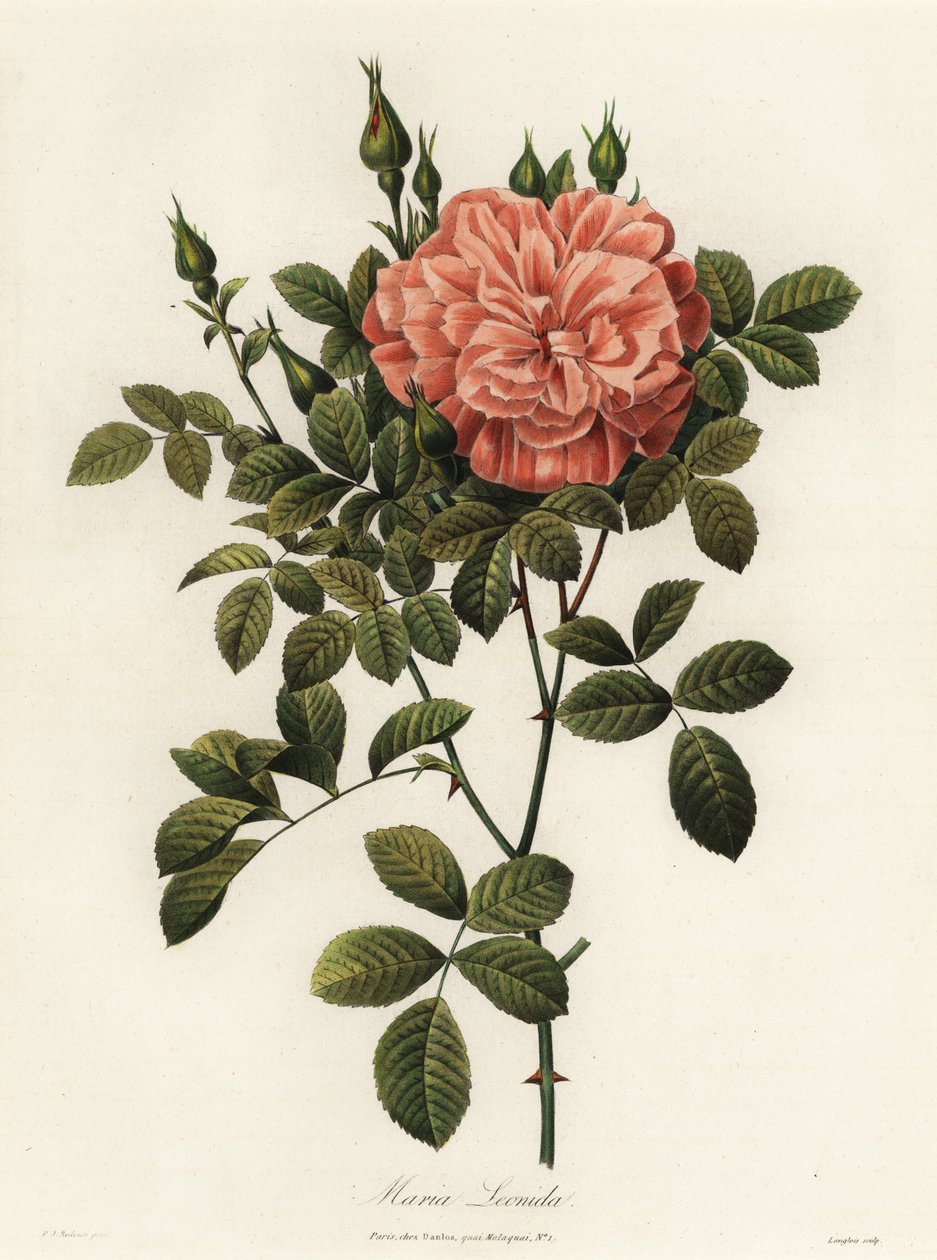 Maria Leonida, rose hybride, variété Rosa bracteata - Langlois Langlois