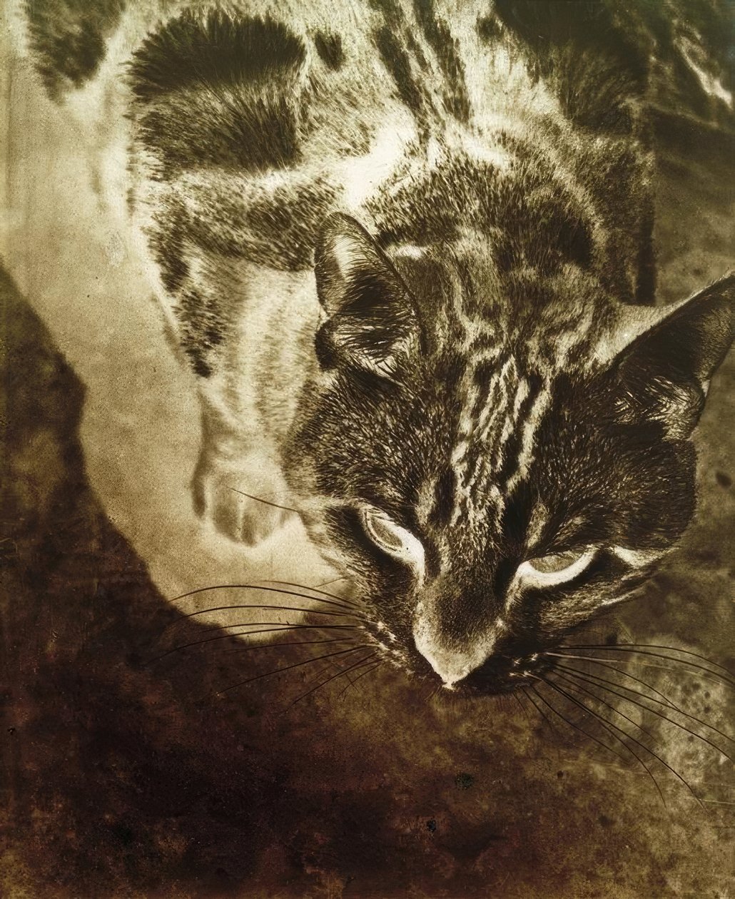 Chat (tirage négatif) - Laszlo Moholy Nagy