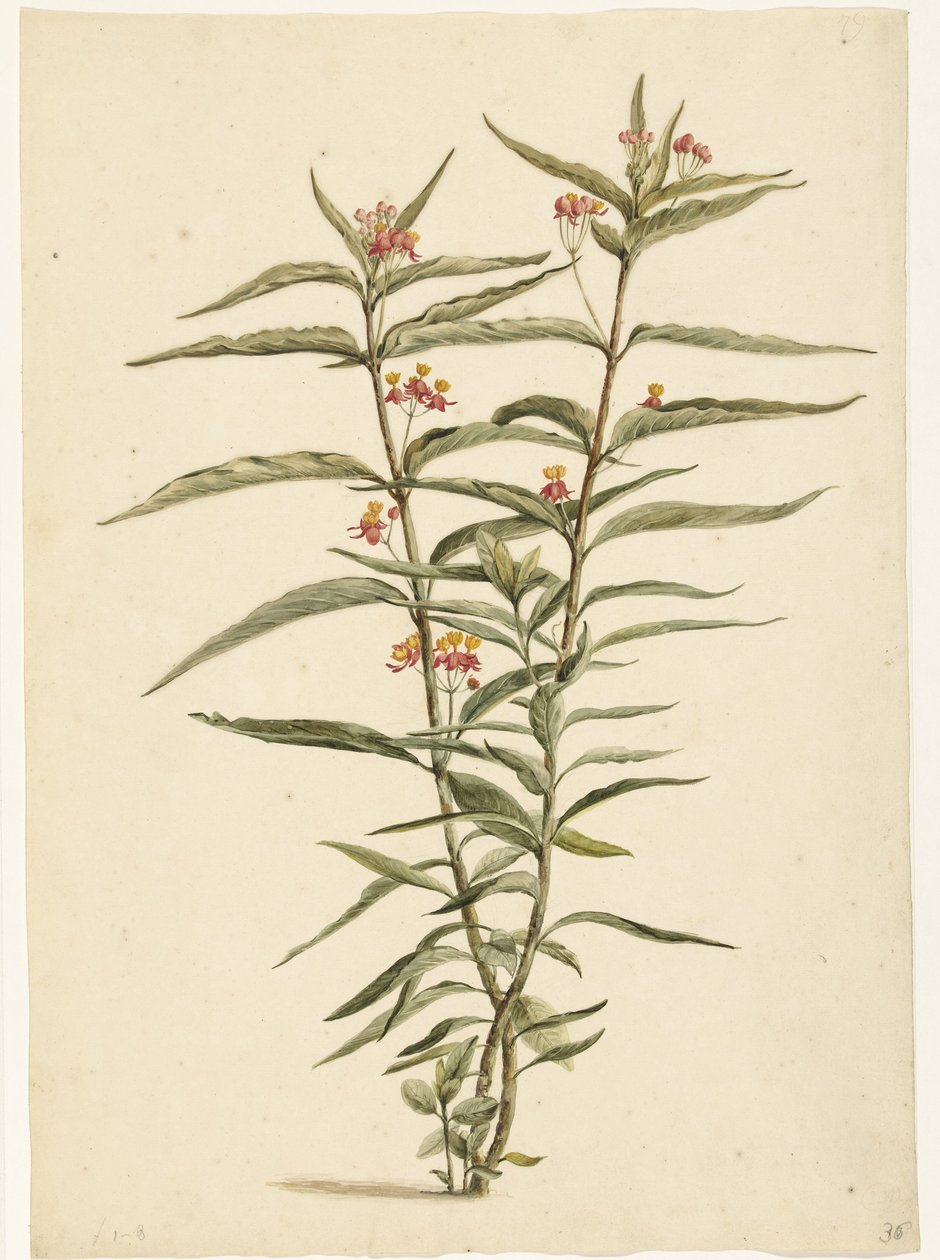 Fleur de soie (Asclepias curassavica) - Laurens Vincentsz. van der Vinne