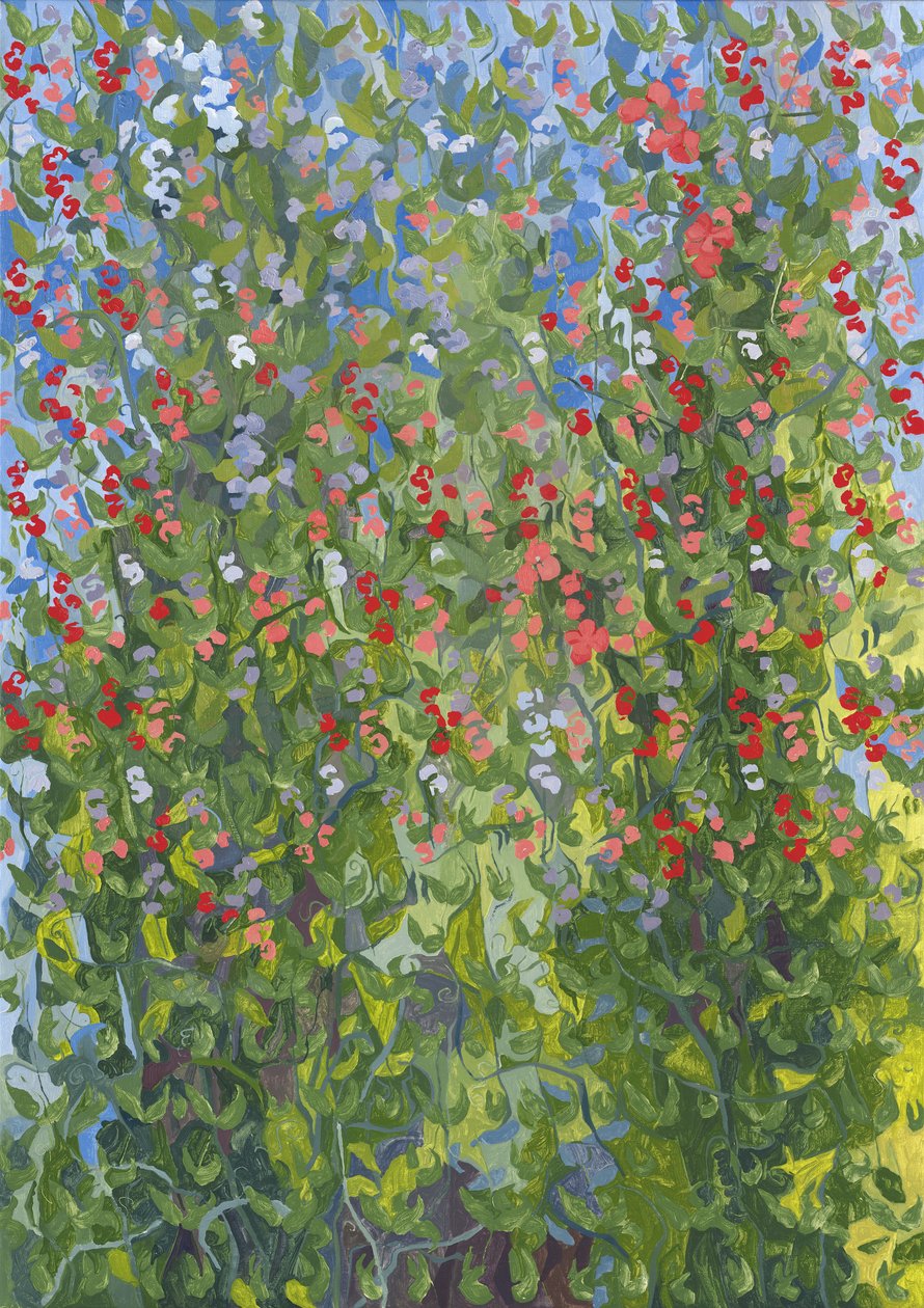 Pois de senteur, 2014 - Leigh Glover