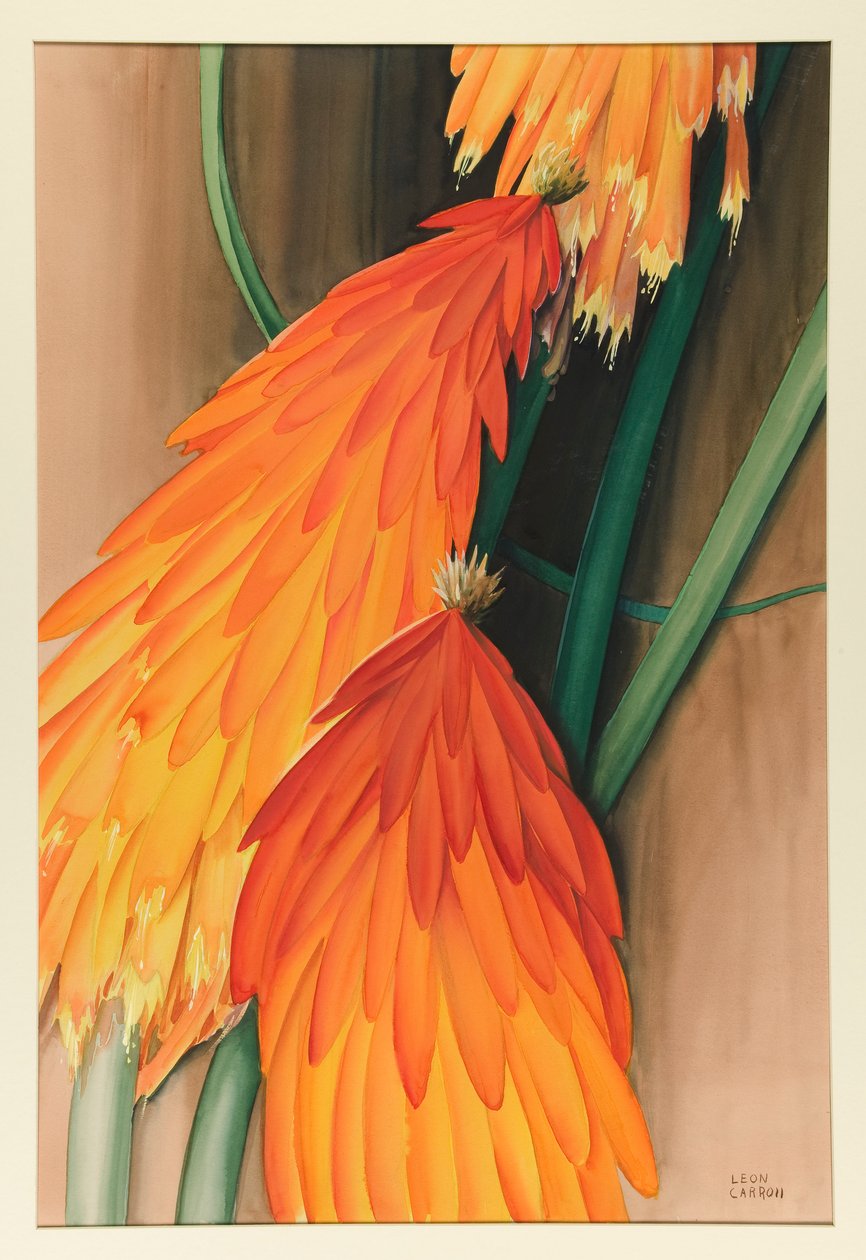 Kniphofia (Tison de Satan) - Leon Carroll