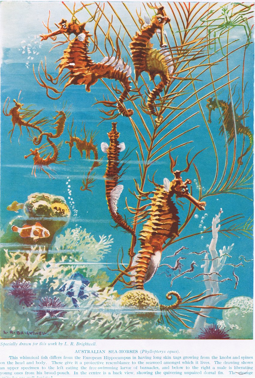 Hippocampes australiens, illustration de 