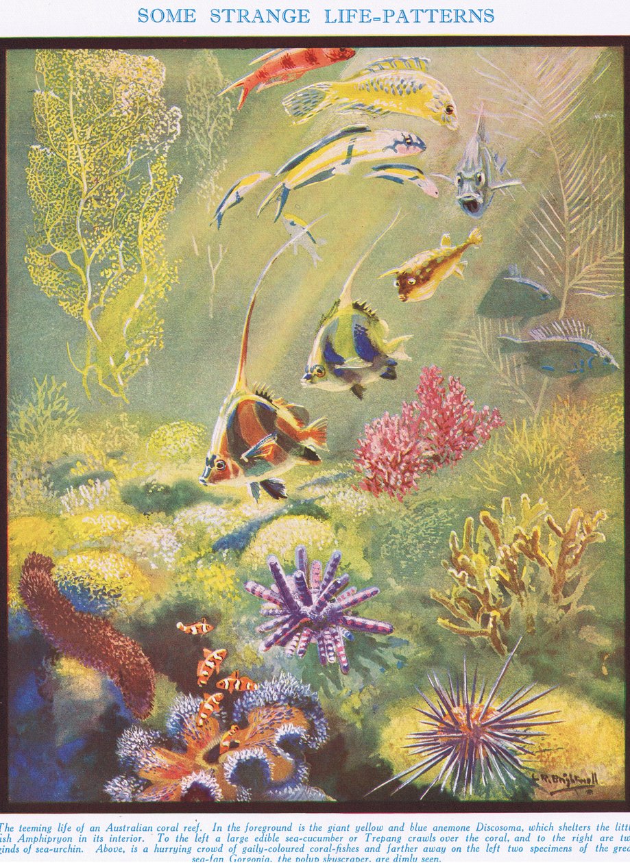 Des Modèles de Vie Étranges, illustration de 