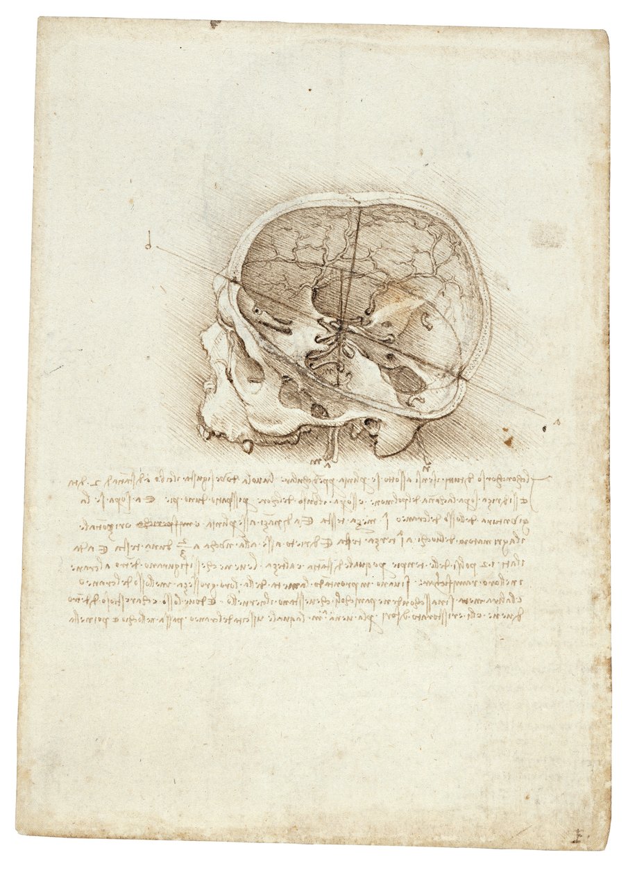 Peinture anatomique de Léonard de Vinci - Crâne - Leonardo da Vinci
