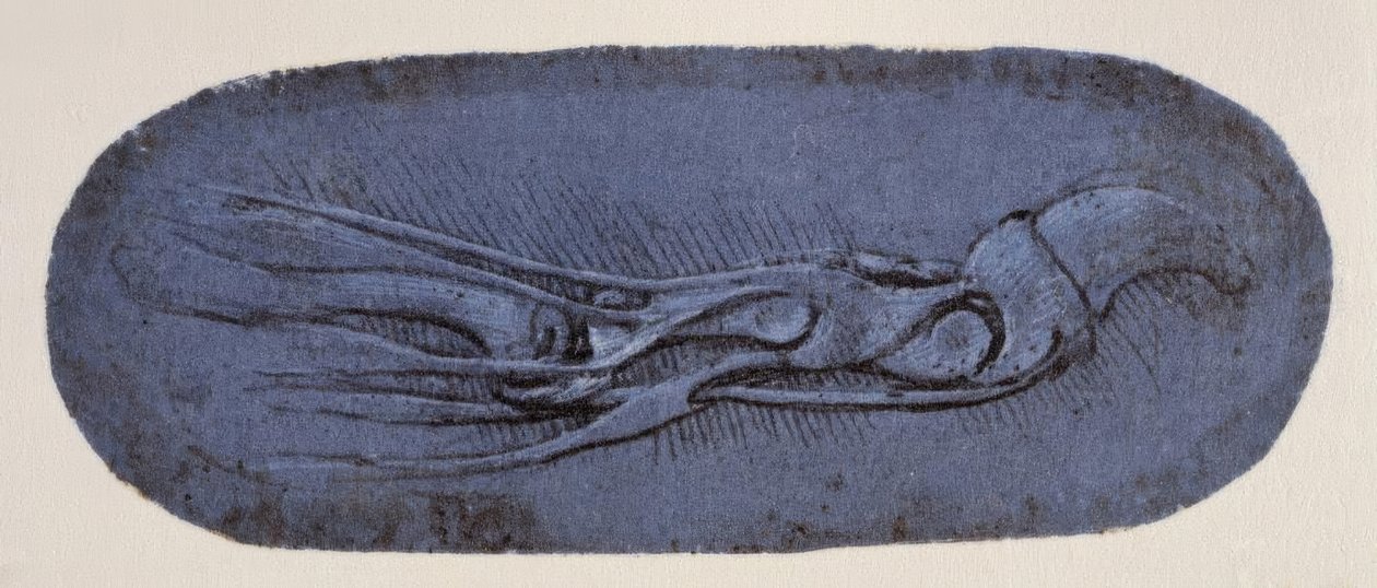 Étude anatomique - Leonardo da Vinci